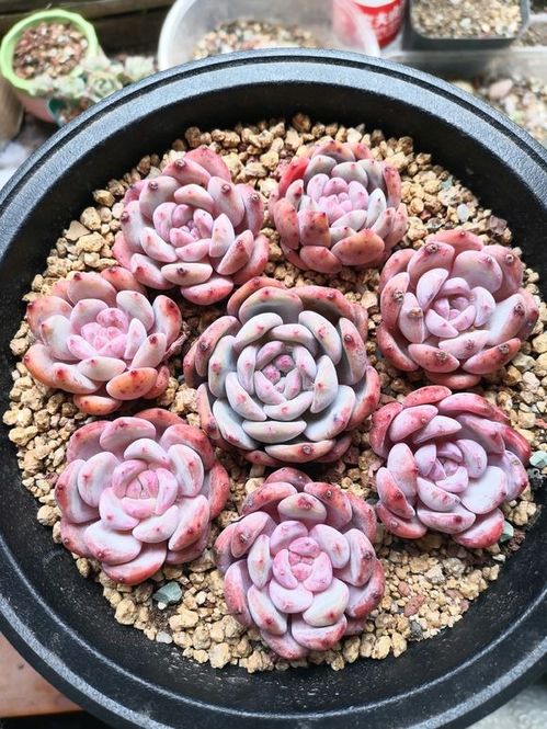 生长速度与市场价值