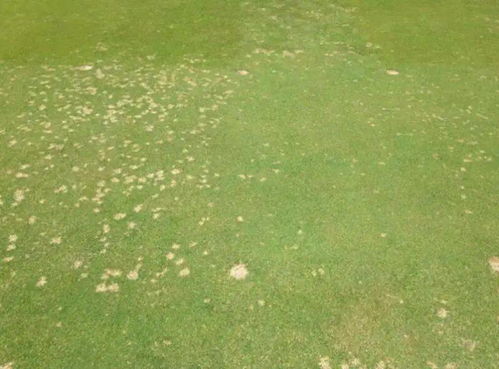 救命！我的草坪长斑了