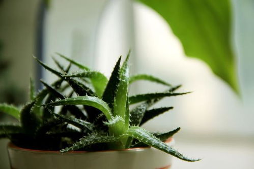 “芦荟能吸收甲醛是真的吗？揭秘甲醛污染的真相
