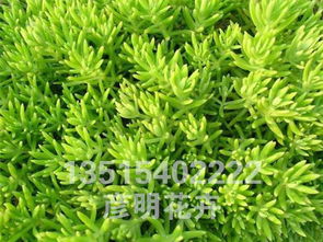 佛甲草的价格， 有高有低，就像过山车一样刺激