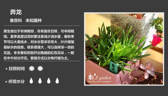植物名称图片大全，高清图鉴