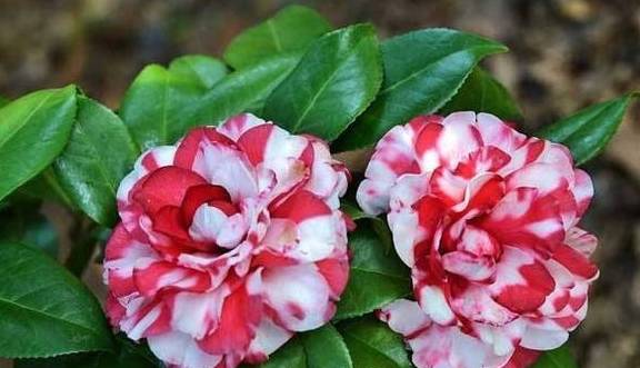 茶花：醋水喷喷， 花儿梗美