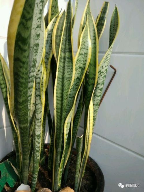 手抖星人，有救！这些植物越剪越给面子！