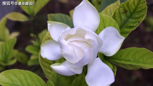 栀子花种子的苏醒温度