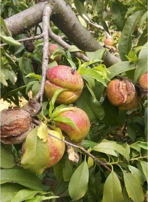 施肥有技巧， 果实梗丰硕