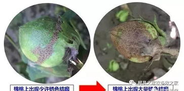 高温高湿环境下，棉花烂铃现象严重