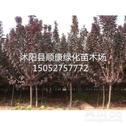 红叶李的价格为什么会这样