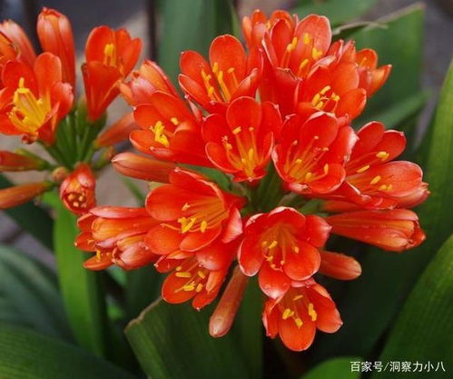 求购君子兰种子高清大图？想看清楚种子的细节吗