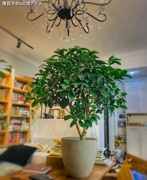 如何让桂花多开花？