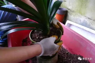 君子兰的呵护之道