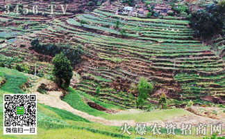 山坡旱地种植什么好？