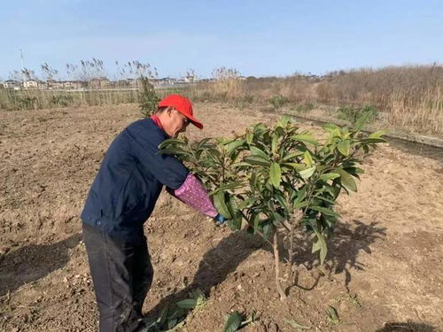 一、老农亲测的结籽时间线