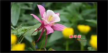 土壤篇：4321营养土， 根系健康度提升60%