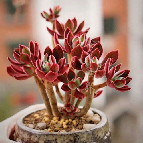 锦晃星养殖技巧：何时换盆以促进生长？