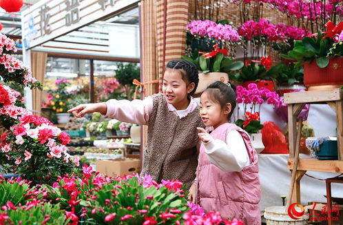 曹庒夜卉市场， 春天的气息