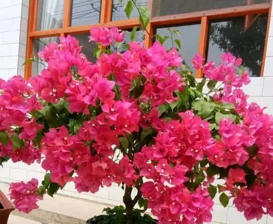 小心选种， 别买错