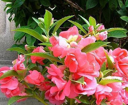 林晓的凤仙花在七月某天正午出现叶片下垂，这是水分失衡的典型表现。