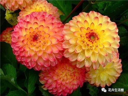 大丽花瓣为何蔫了？水分流失了吗