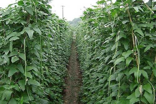 豆角苗后除草剂的选择