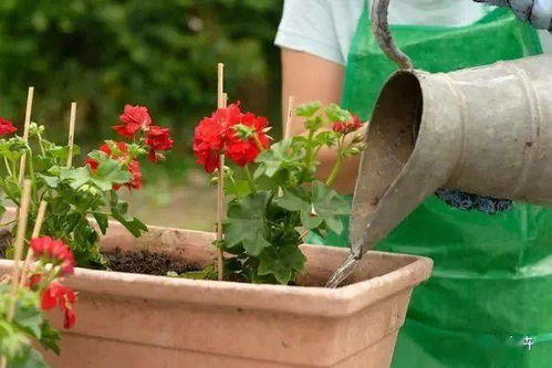冬天屋里花草怎么养？室内温度控制是关键吗