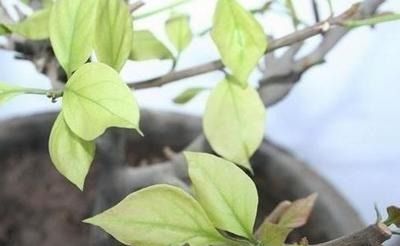 三角梅叶子干枯怎么办？是浇水过多还是施肥不足