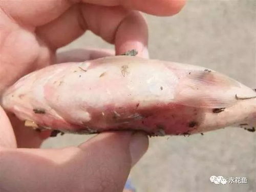 揭秘！猪黑斑病与甘薯中毒之谜：红斑病的成因解析