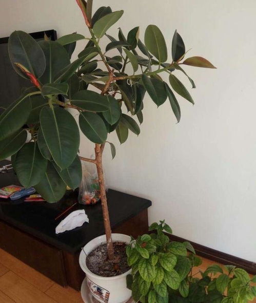 哎呀，这叶子怎么黄了呢？