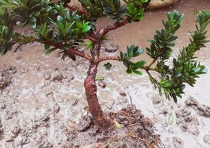 罗汉松的价格揭秘