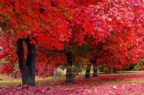 北方地区的枫树种植选择