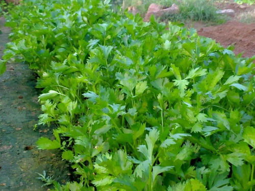 选好地方， 芹菜长得壮