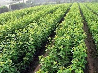 苗木市场变化：如何应对多样化需求？