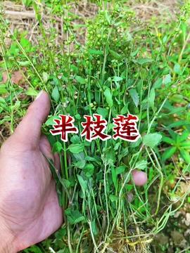 野生植物的移植问题