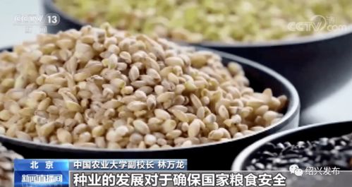 菜籽粕：猪饲料营养新选择