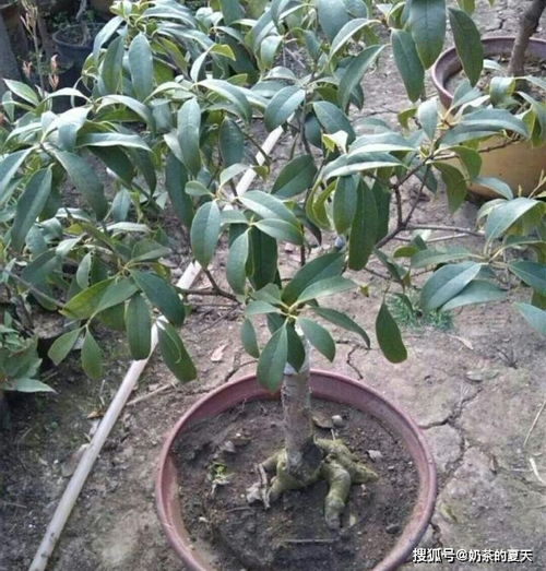 “四季桂花在什么时间以及如何进行最佳剪枝