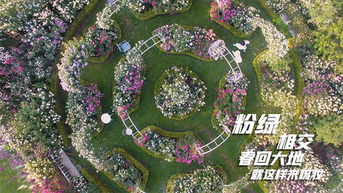 斗南花卉，花中瑰宝