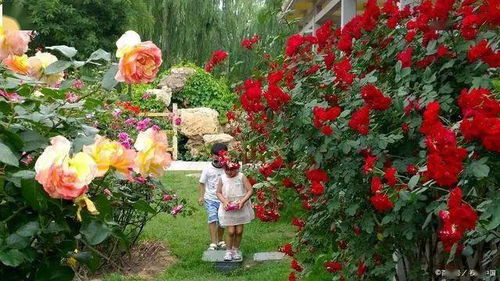 月季，那片花海的秘密