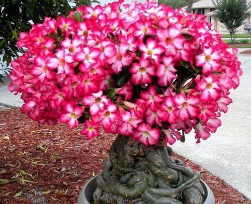 沙漠玫瑰为何不长新叶？土壤与光照的探讨