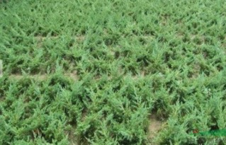 百菌清：使用注意事项