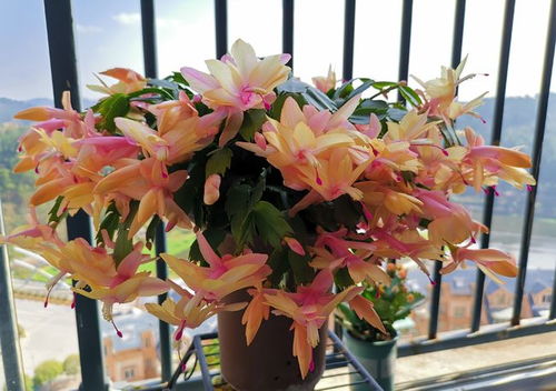 北向阳台， 吊兰新乐园