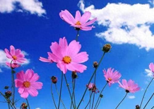 格桑花种子，温度过高或过低会影响生长吗