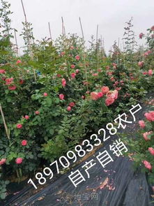 月季品种大揭秘