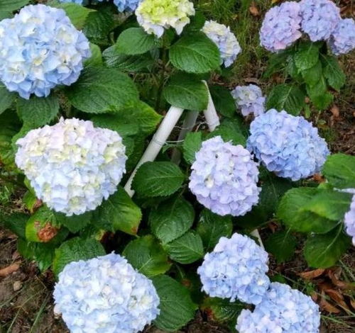 “北方绣球花冬季如何养护才能有效保护嫩芽不被冻伤