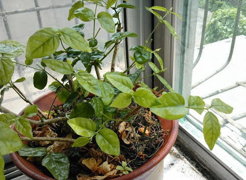 茉莉树修剪技巧，如何打造优美树形