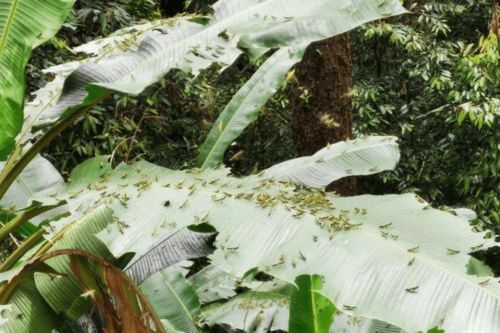 施肥要薄肥勤施