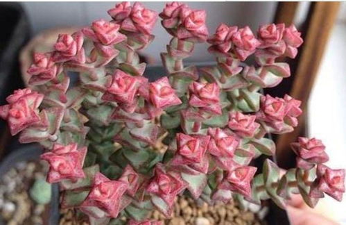 属龙的人适合养啥植物？既旺财又吉利的是哪几种
