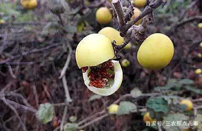 大丽花果实如何食用？口感独特