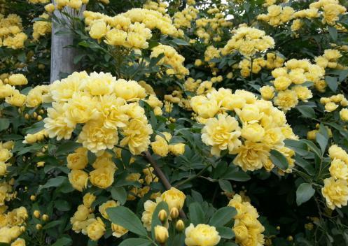 黄木香的花期探秘