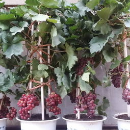 三、芒果核变身盆栽，创意无限