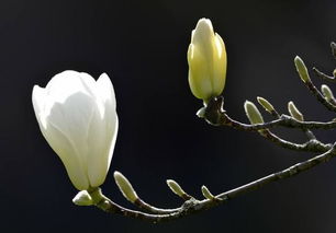 白玉兰开花的关键， 花期管理不可忽视