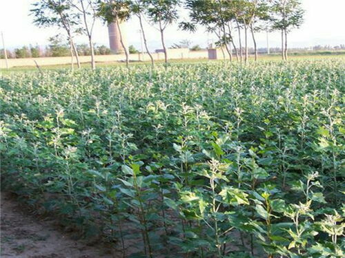 提升出苗率的方法：传统与现代相结合